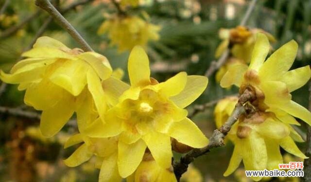 传承岁月的坚韧力量 腊梅花的花语