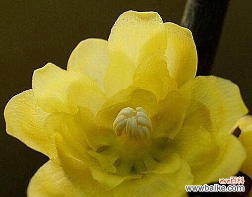 传承岁月的坚韧力量 腊梅花的花语