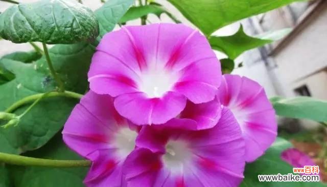 探究喇叭花花语,揭示其背后的文化内涵 喇叭花——热爱与勇气的象征