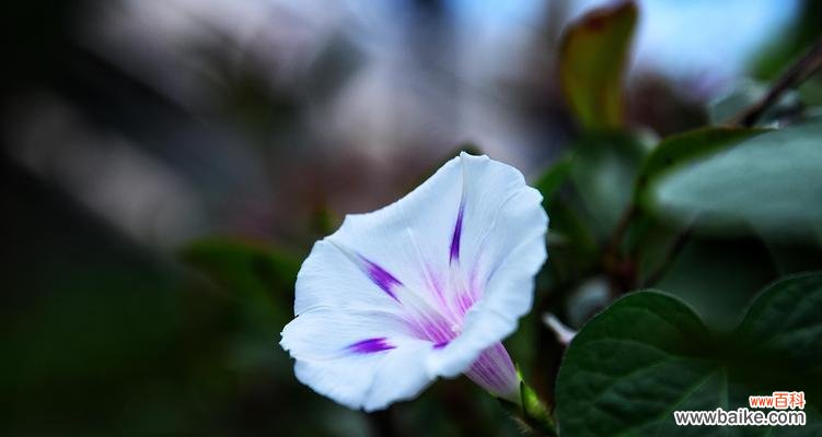 探究喇叭花花语,揭示其背后的文化内涵 喇叭花——热爱与勇气的象征