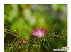 合欢花的传说与花语 合欢花——传递爱情与友谊的使者