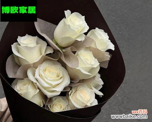 探究白玫瑰所代表的含义与象征 9朵白玫瑰的深刻寓意
