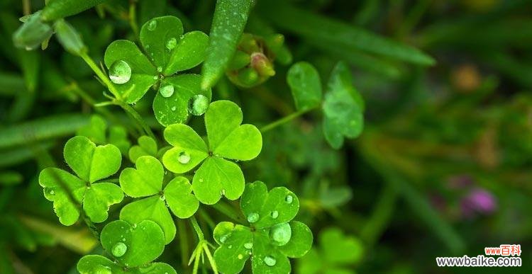 探索三叶草的神秘花语 三叶草的花语