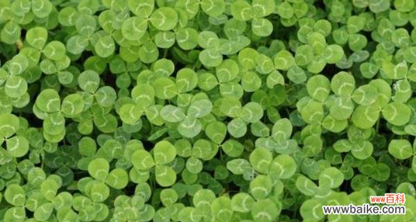 探索三叶草的神秘花语 三叶草的花语