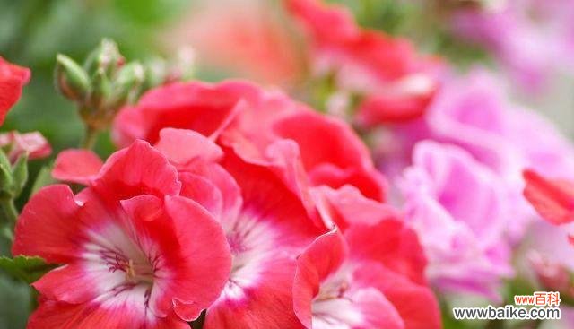 花语传递的祝福和情感 天竺葵花语象征与寓意