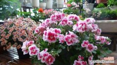 花语传递的祝福和情感 天竺葵花语象征与寓意