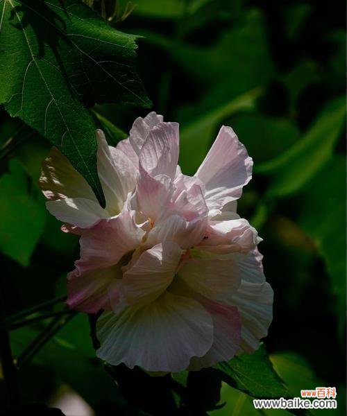 木芙蓉的诗意与哲思 木芙蓉花语