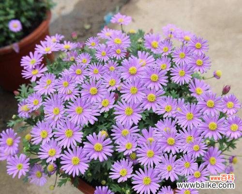 揭秘荷兰菊花语中关于活动和说谎的意义 荷兰菊花语中的活动与说谎