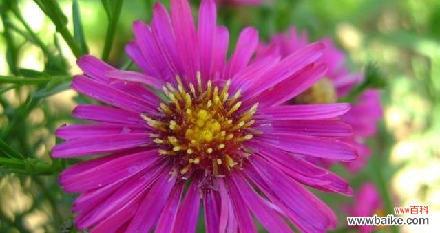 揭秘荷兰菊花语中关于活动和说谎的意义 荷兰菊花语中的活动与说谎