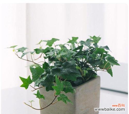 寓意花语探秘 常春藤,爱情与忠诚的象征