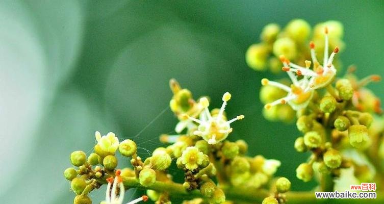 探寻美丽与神秘的海洋之花 贝壳花的花语与含义