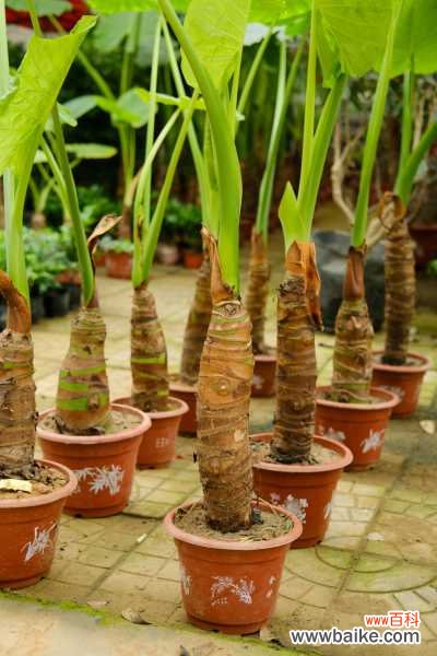 滴水观音叶子发黄是什么原因,老是黄叶怎么办