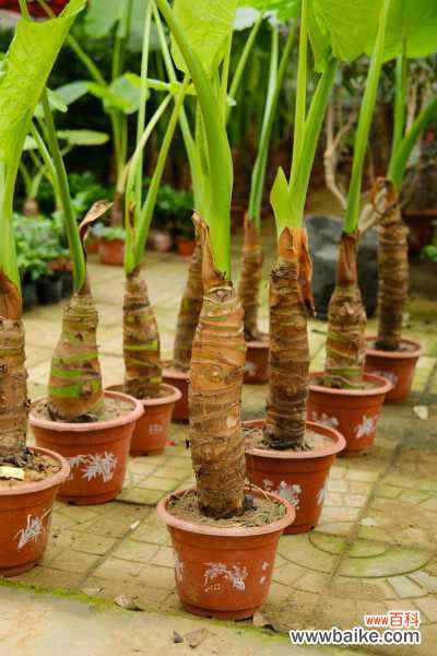 滴水观音叶子发黄是什么原因,老是黄叶怎么办