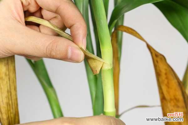 富贵竹为什么烂根,烂根怎么处理