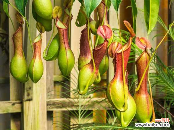 猪笼草烂根的特征，烂根怎么办