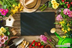 合果芋叶子变黄怎么办，叶子蔫了怎么办