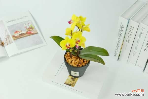 蝴蝶兰叶子黄了是怎么回事，黄叶怎么办