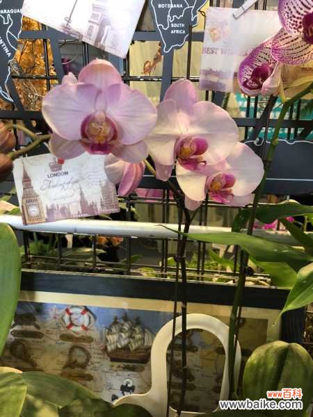 蝴蝶兰叶子黄了是怎么回事，黄叶怎么办