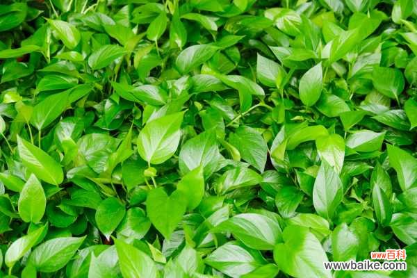 绿萝叶子发黄是什么原因 ，怎么补救