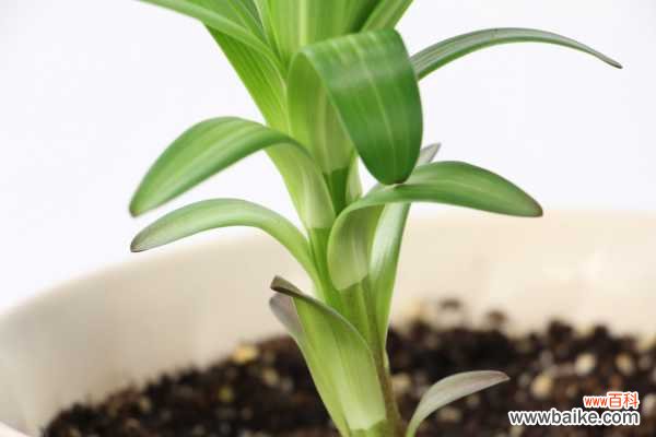 百合花叶子发黄是怎么回事,怎么救