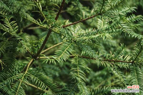 红豆杉叶子发黄怎么回事，怎么办