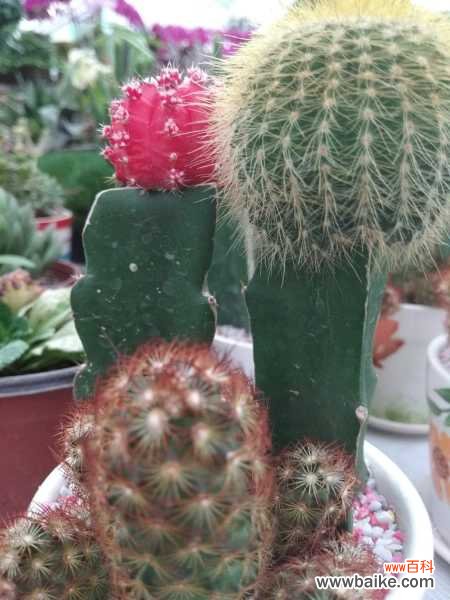 仙人掌烂根怎么补救