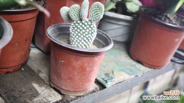 仙人掌烂根怎么补救