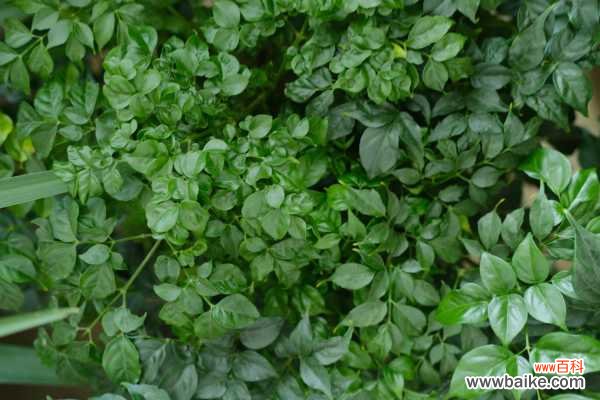 幸福树烂根的救治方法