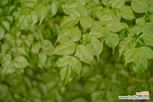 幸福树烂根的救治方法