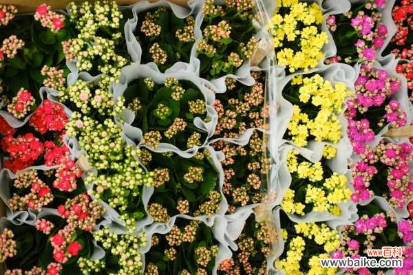 长寿花烂根了怎么办