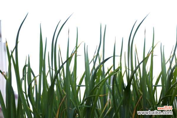 韭菜黄叶的原因和处理办法