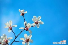 白兰烂根怎么处理