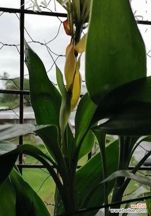 富贵竹花语的深层含义及传统文化价值 富贵竹花语