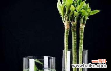 富贵竹花语的深层含义及传统文化价值 富贵竹花语