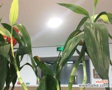 富贵竹花语的深层含义及传统文化价值 富贵竹花语