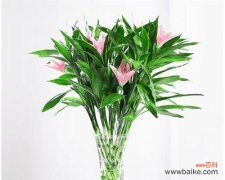 揭开富贵竹的花语之谜 富贵竹花语与美好生活