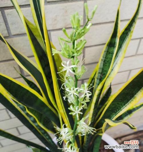 探秘富贵竹开花 富贵竹开花的祥瑞之意