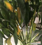 探秘富贵竹开花 富贵竹开花的祥瑞之意