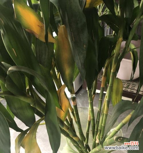 探秘富贵竹开花 富贵竹开花的祥瑞之意