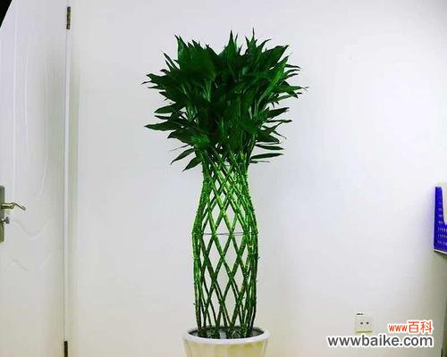 揭示富贵竹笼的内涵和传统文化价值 富贵竹笼的象征意义与寓意