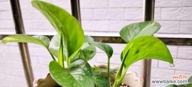 打造健康绿意盎然的家居植物空间 绿萝栽培技巧与注意事项