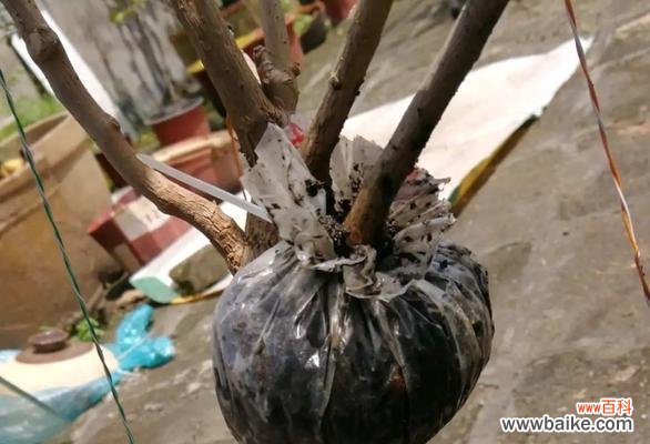 高压扦插法的原理 高压扦插法