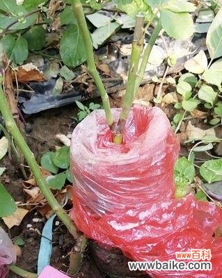 高压扦插法的原理 高压扦插法