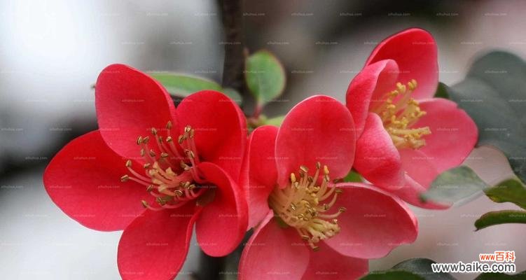 传承千年的花语与象征 格里海棠海棠花的意义