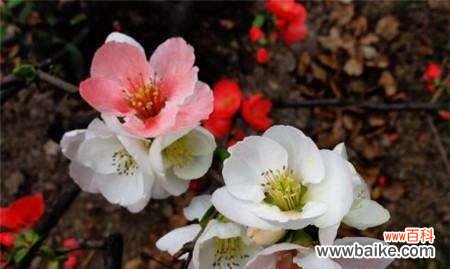 传承千年的花语与象征 格里海棠海棠花的意义