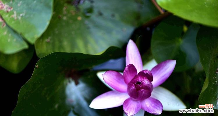 各色睡莲花语传递的情感与寓意 睡莲花语之美——花开如诗，情深似水