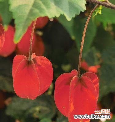 用花语传递美好 宫灯百合花语-春之希望