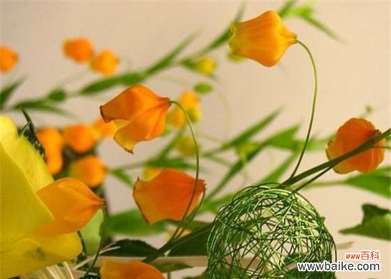 用花语传递美好 宫灯百合花语-春之希望