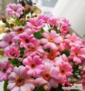 解读瓜叶菊的花语与美丽的寓意 瓜叶菊的花语及其传达的意义