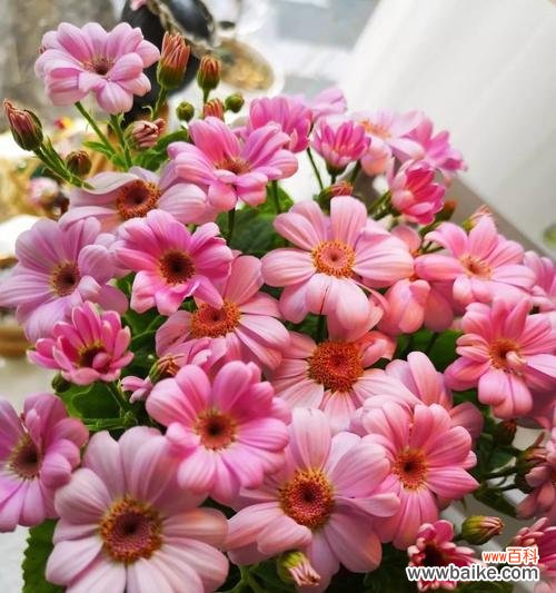 解读瓜叶菊的花语与美丽的寓意 瓜叶菊的花语及其传达的意义